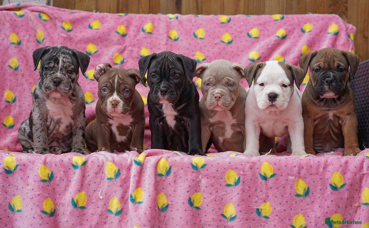 American Bully dogs - Advert 1