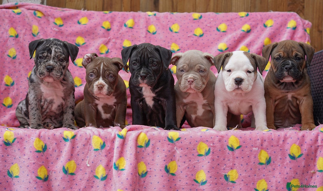 American Bully dogs for sale: AMERICAN BULLYS POCKET x MICRO  - Image 1