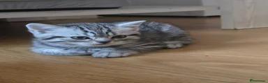 Scottish Straight Kitten 3