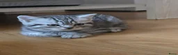 Scottish Fold cats for sale: Beautiful!😍 Scottish Fold/Straight kittens. - Advert 5