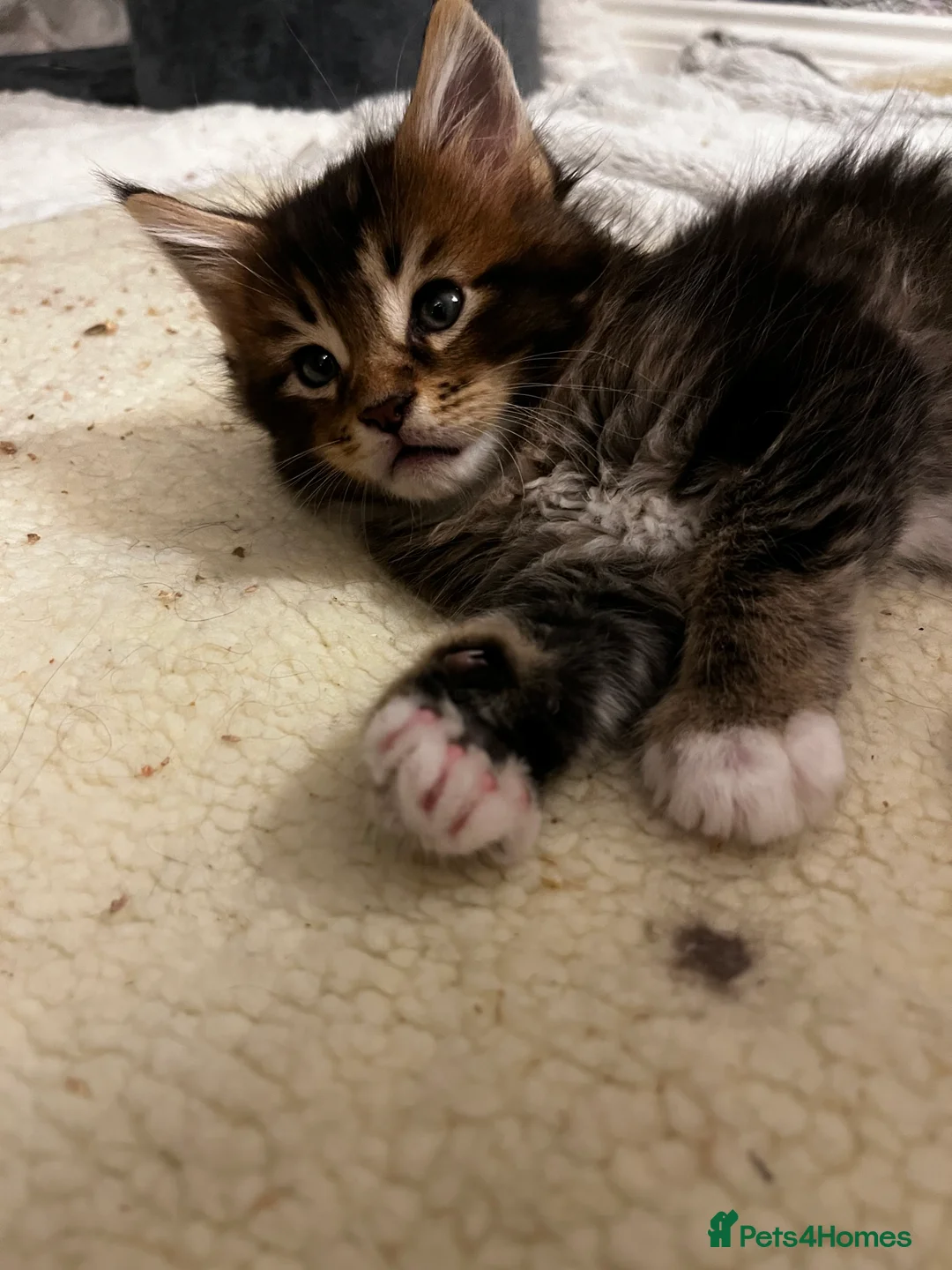 Maine Coon cats for sale:  Pedigree Maine Coon kittens - Advert 6