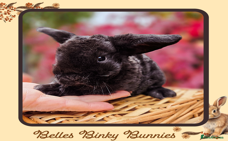 Mini Lop rabbits - Advert 1