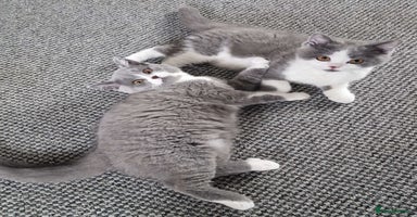 British Shorthair cats - Advert 14