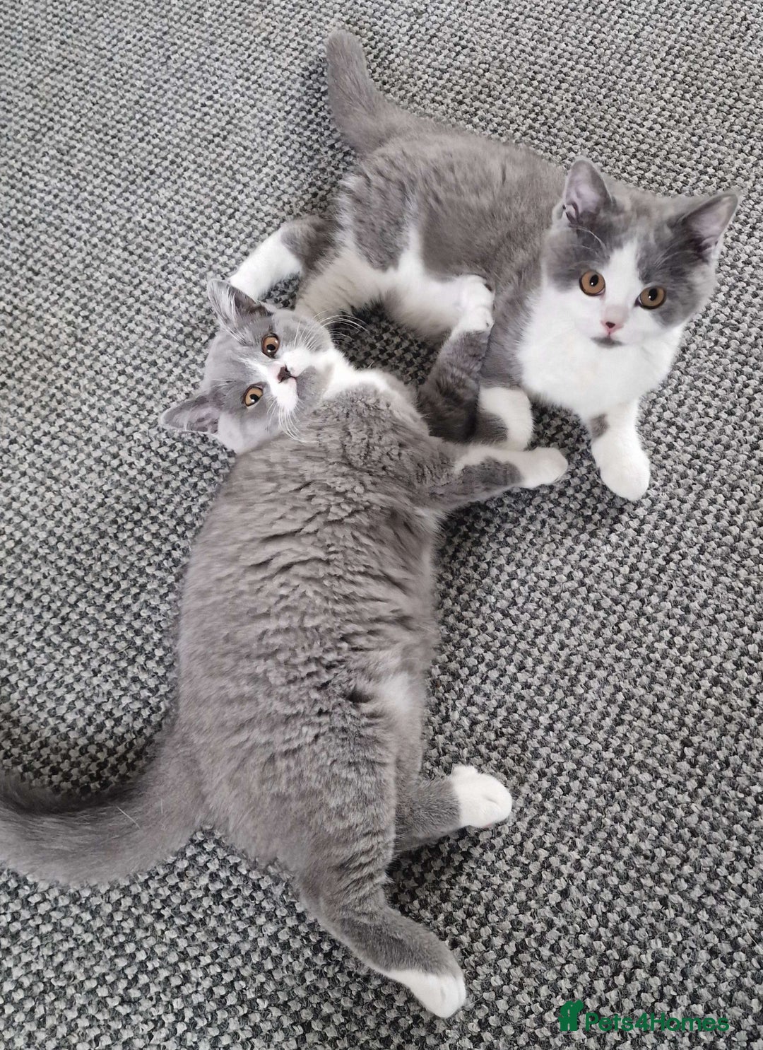 British Shorthair cats for sale: 4 PEDIGREE kittens READY TO GO! 2 LEFT - Image 2