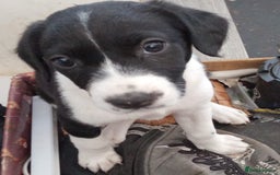 Mixed Breed dogs for sale: Sprockerdor Pups lab x Sprockerdor - Image 3