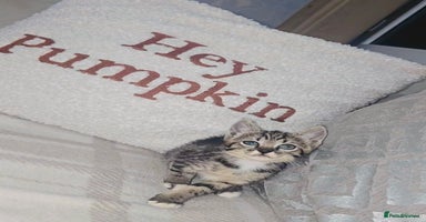 Savannah cats - Advert 15