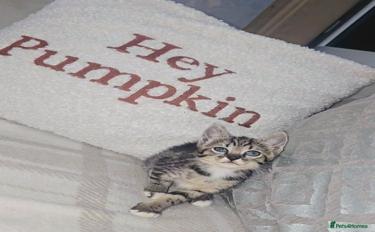 Savannah cats - Advert 2