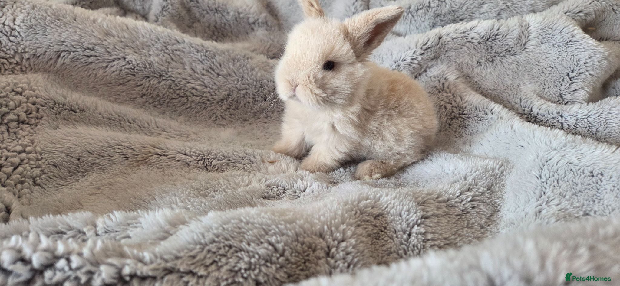 Mini Lop rabbits Mini lop  - Advert 17