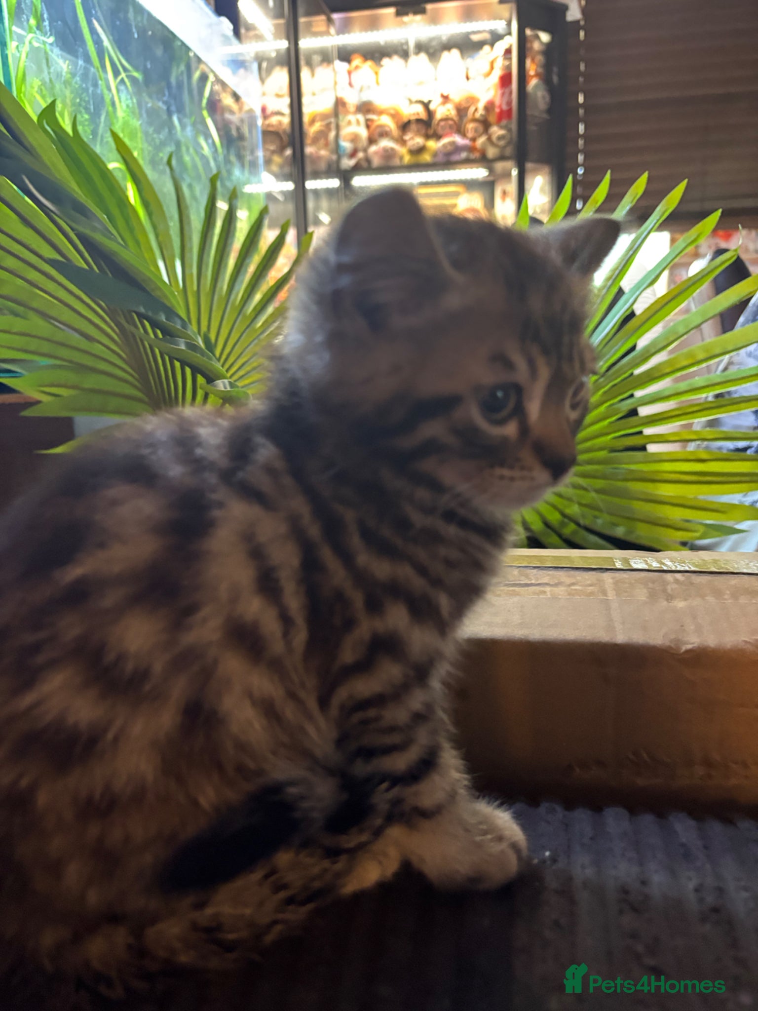 Mixed Breed cats **REDUCED**ONLY 1 KITTEN LEFT Bengal cross  - Advert 18