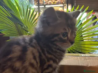 Mixed Breed cats **REDUCED**ONLY 1 KITTEN LEFT Bengal cross - Advert 18