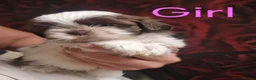 Shih Tzu dogs for sale: Quality Half Imperial Shihtzus. - Advert 1