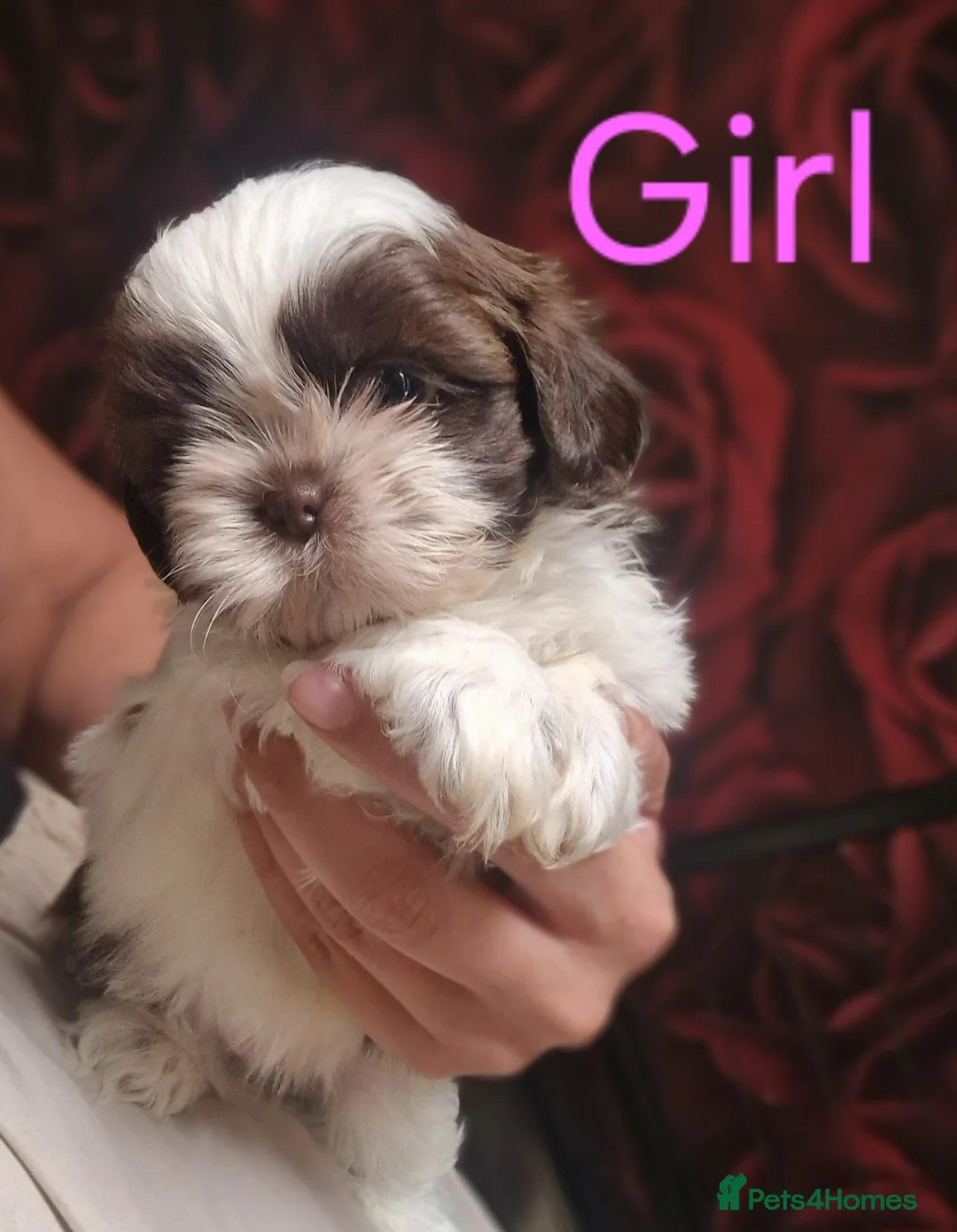 Shih Tzu dogs for sale: Quality Half Imperial Shihtzus. - Advert 1