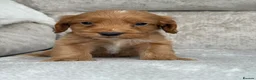 Cockapoo dogs for sale: F1 health tested cockapoo puppies - Advert 21