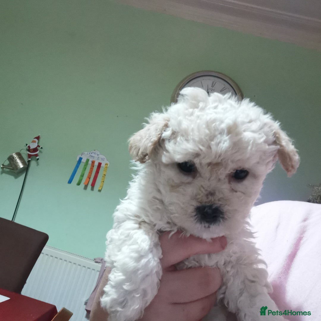 Bichon Frise dogs for sale: 2 beautiful puppy Bichon Maltese - Advert 1