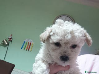 Bichon Frise dogs 2 beautiful puppy Bichon Maltese - Advert 2