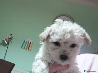 Bichon Frise dogs 2 beautiful puppy Bichon Maltese - Advert 4