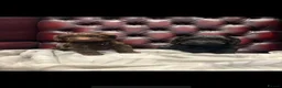 Cockapoo dogs for sale: Gorgeous cockapoo puppies - Advert 11
