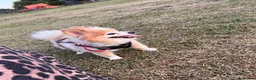 Pomeranian dogs for sale: Lovely Family Dog Looking for a Loving New Home - Advert 4