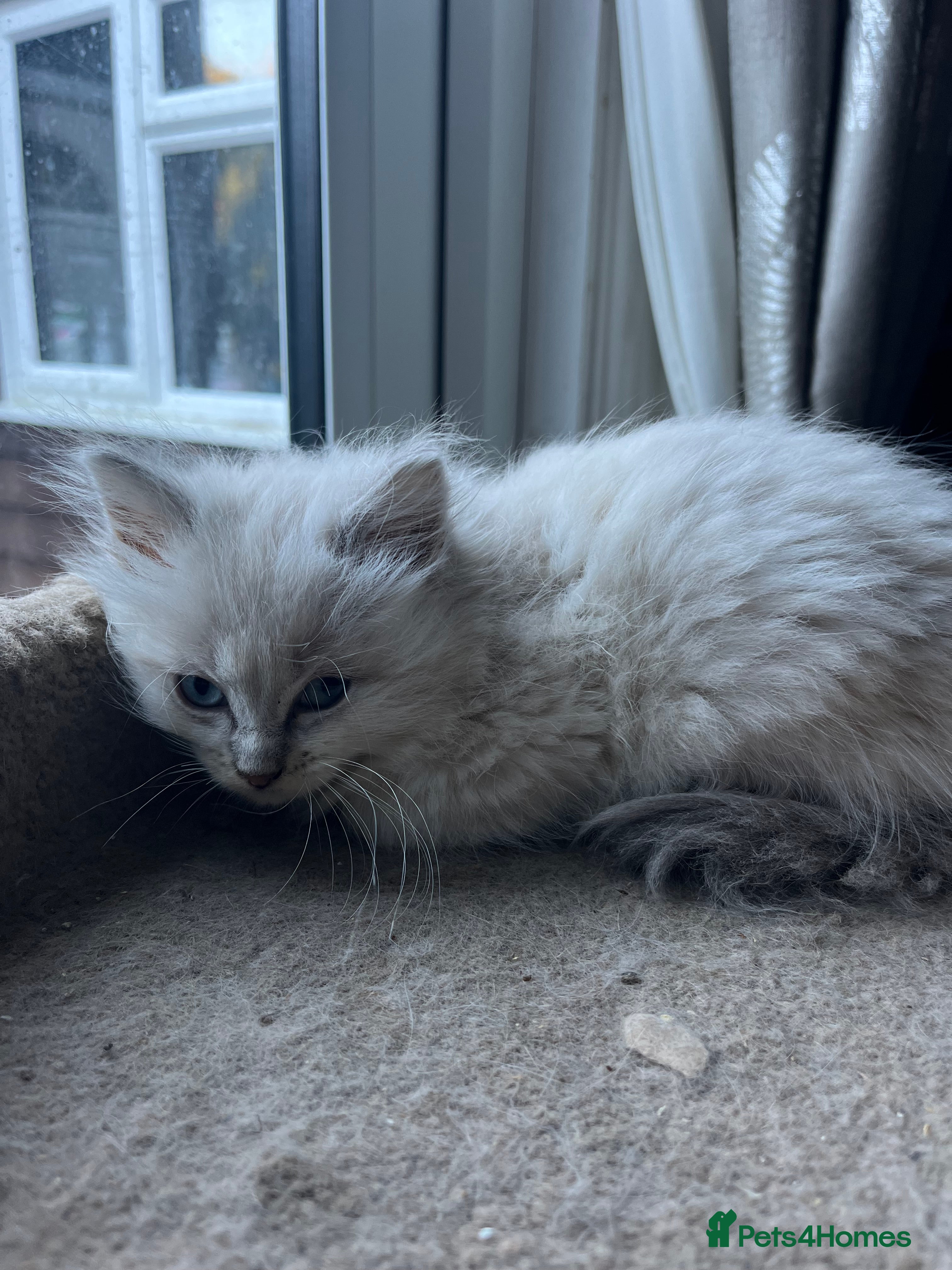 Ragdoll cats for sale: Gorgeous Tica ragdoll kittens  - Advert 2