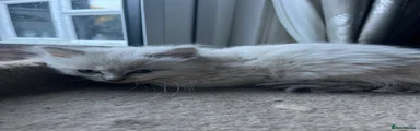 Ragdoll 5