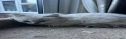Ragdoll cats for sale: Gorgeous Tica ragdoll kittens  - Advert 2