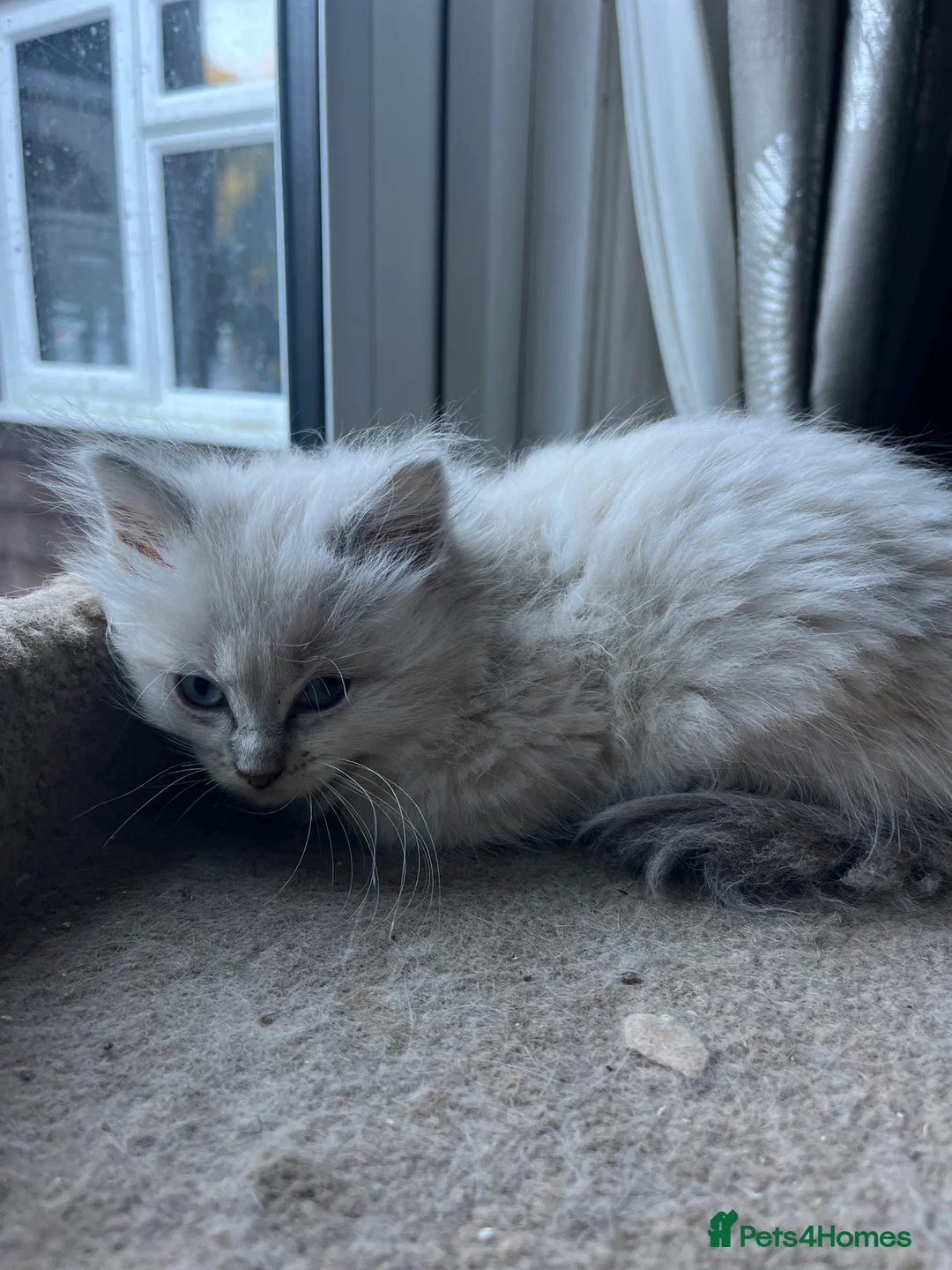 Ragdoll cats for sale: Gorgeous Tica ragdoll kittens  - Advert 2