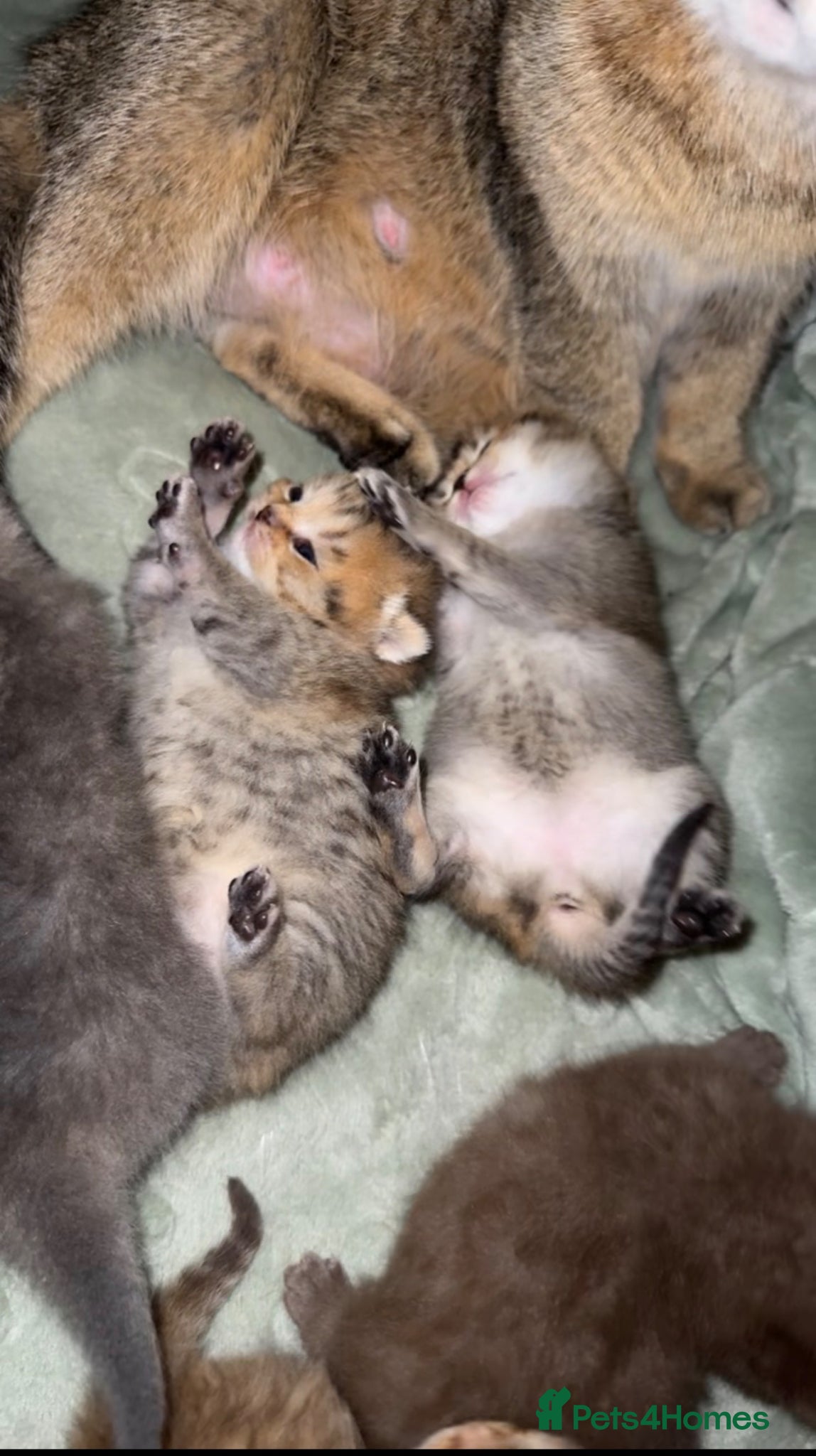 Scottish Fold cats Stunning Scottish fold/Scottish straight kittens🥰 - Advert 1