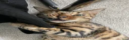 Bengal cats for sale: Bengal Female (indoor only) in Southampton - Advert 10