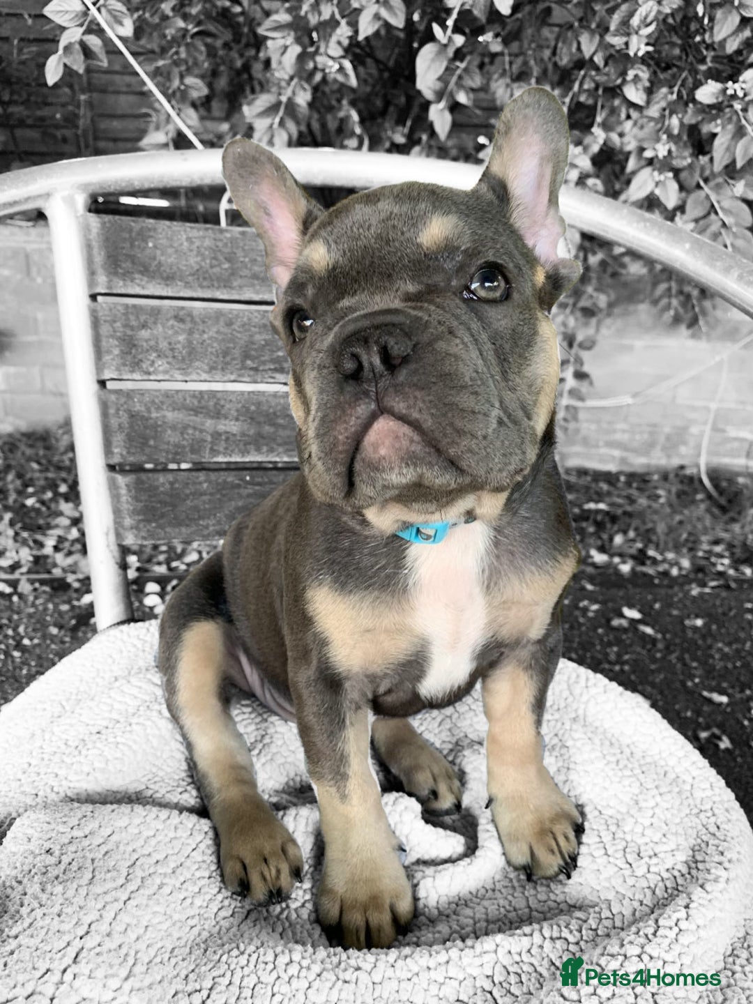 French Bulldog dogs for sale: Finn the frenchie  - Image 5