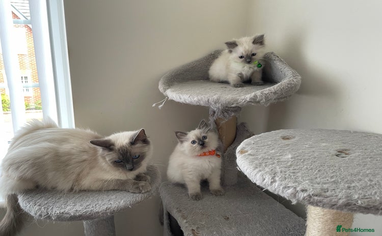 Ragdoll cats - Advert 16