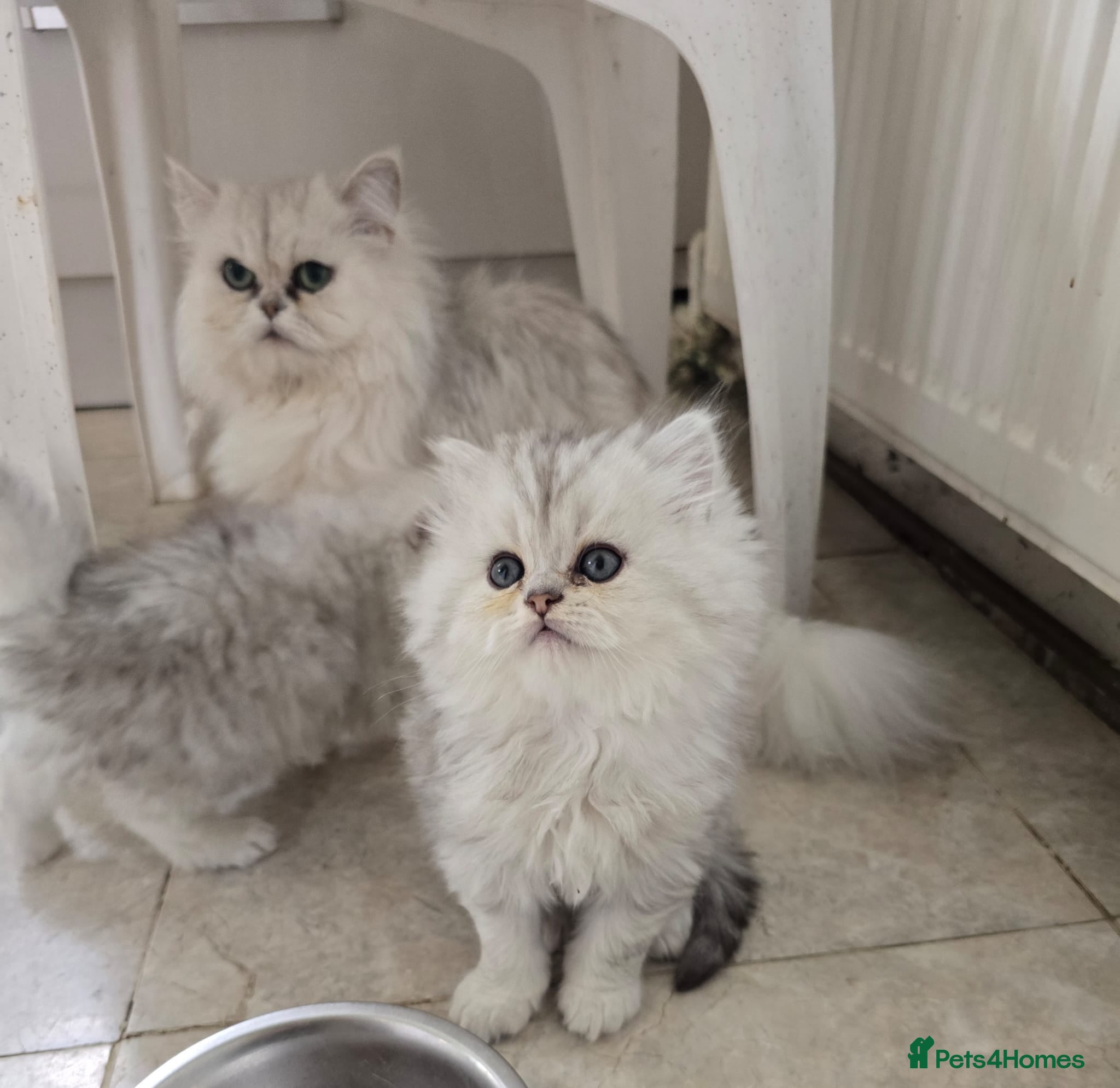 Persian cats for sale: Persion chinchilla kittens - Advert 1