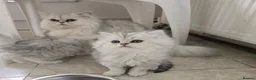 Persian cats for sale: Persion chinchilla kittens - Advert 1