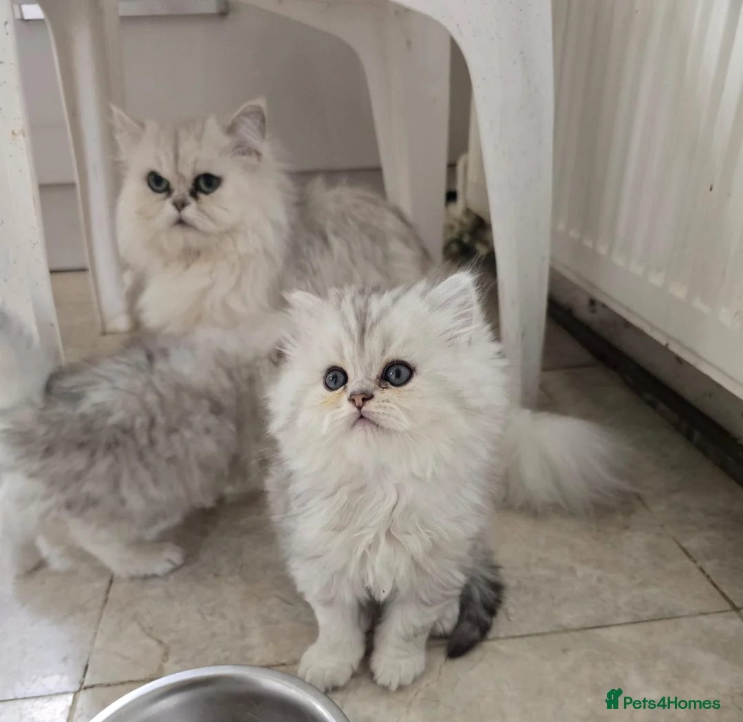 Persian cats for sale: Persion chinchilla kittens - Advert 1