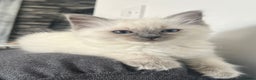 Ragdoll cats for sale: 💙 FOR SALE GCCF ACTIVE Ragdoll Stud – Proven 💙 - Advert 20