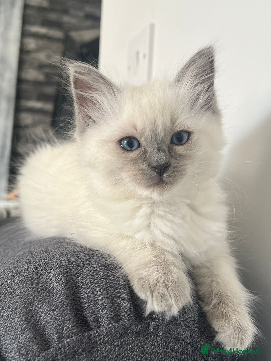 Ragdoll cats for sale: GCCF Active Blue Mitted Stud male for sale - Image 21