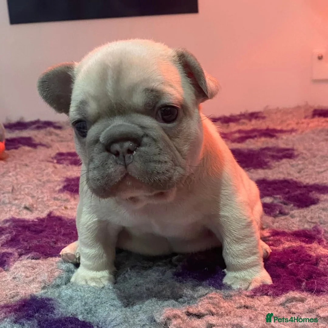 French Bulldog dogs for stud: Blue and tan quad merle in Sheffield - Advert 29