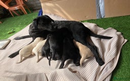 Labrador Retriever dogs for sale: Labrador puppies  - Image 1