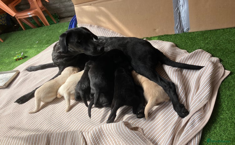 Labrador Retriever dogs - Advert 5