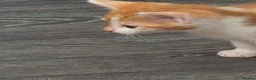 Maine Coon cats for sale: 3 gorgeous orange and white boys in Durham - Advert 10