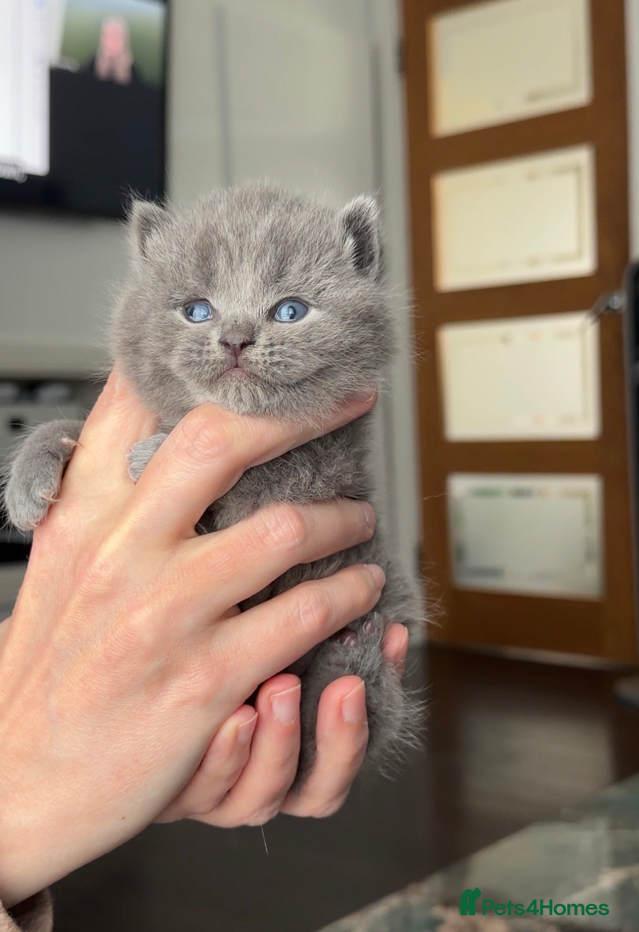 British Shorthair cats GCCF registered blue male kitten - Advert 2