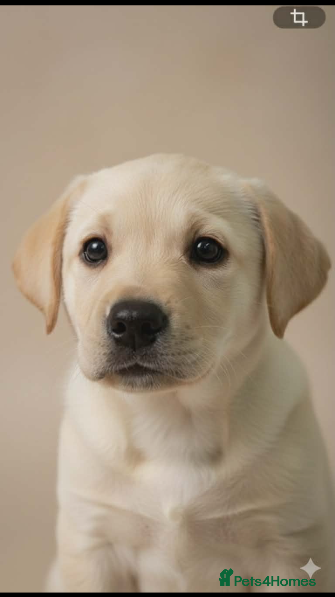 Labrador Retriever dogs for sale: Stunning Yellow Puppies - Advert 6