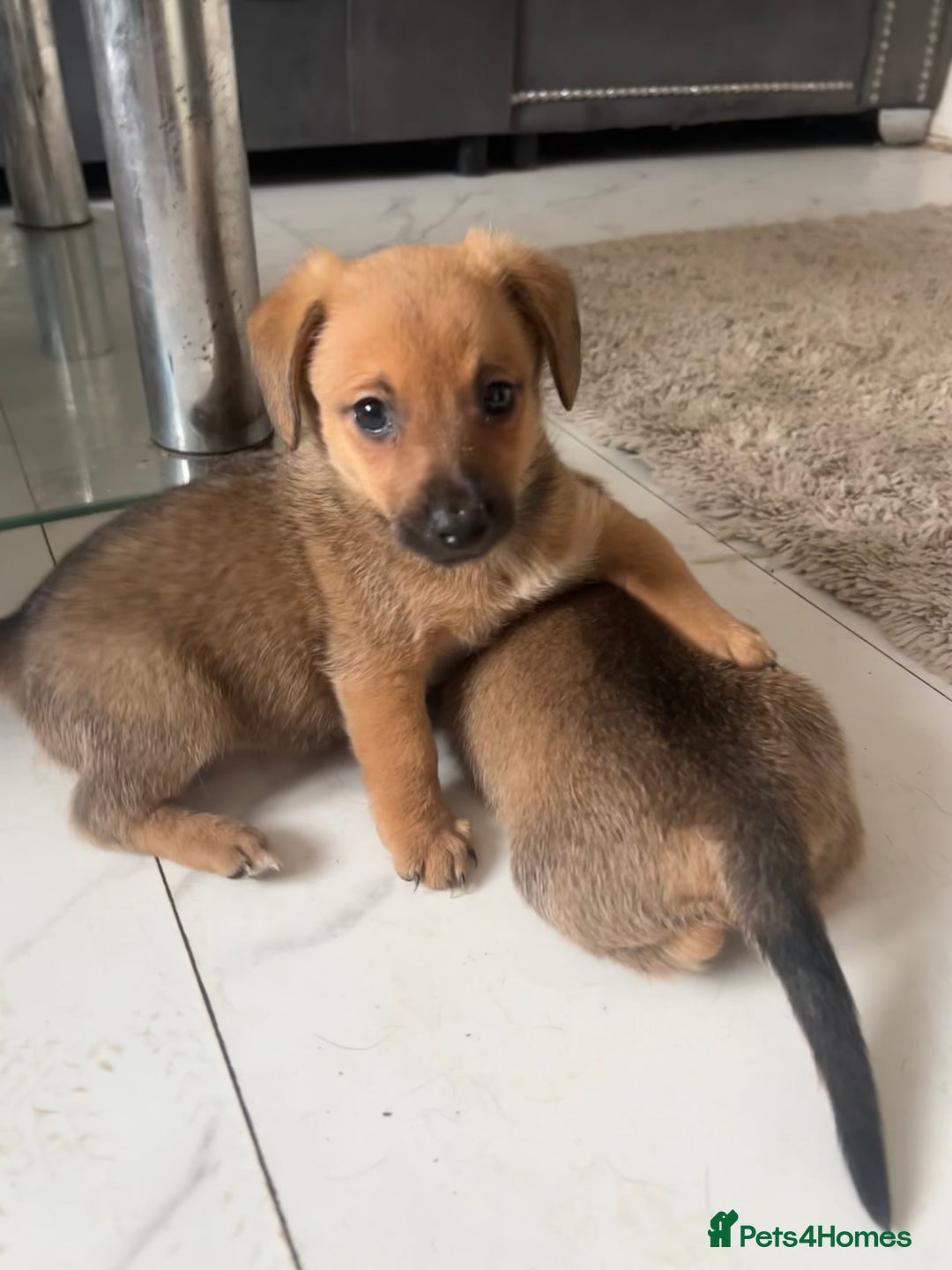 Pomchi dogs for sale: Beautiful pomchi puppies  - Advert 5