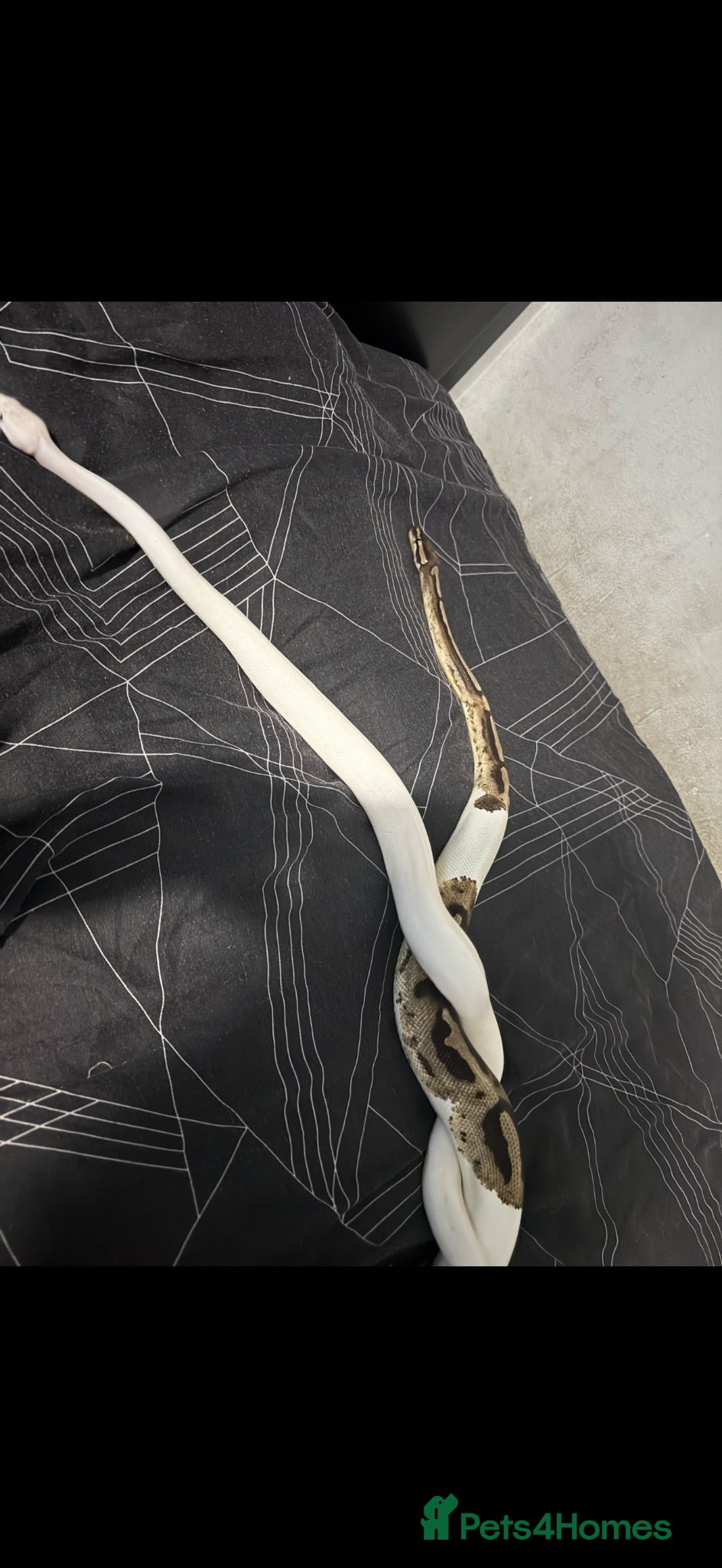 Python Snake reptiles Two male and female ball pythons - Advert 1