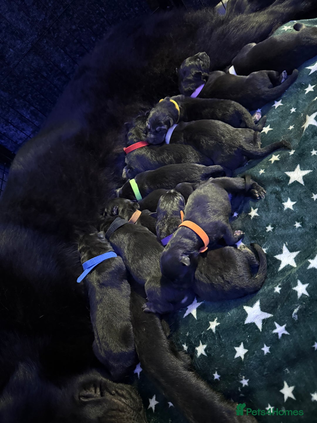German Shepherd dogs for sale: German shepherd puppies  - Image 5