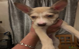 Mixed Breed dogs for sale: 4 husky cross American bulldog pups  - Image 4