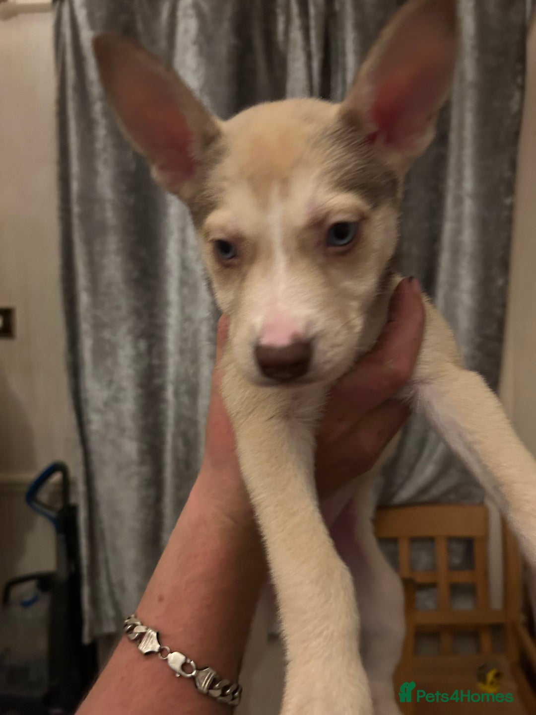 Mixed Breed dogs for sale: 4 husky cross American bulldog pups  - Image 4