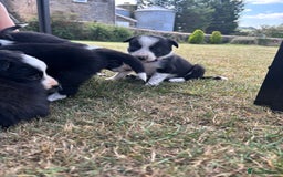 Border Collie dogs for sale: Border collie pups - Image 6