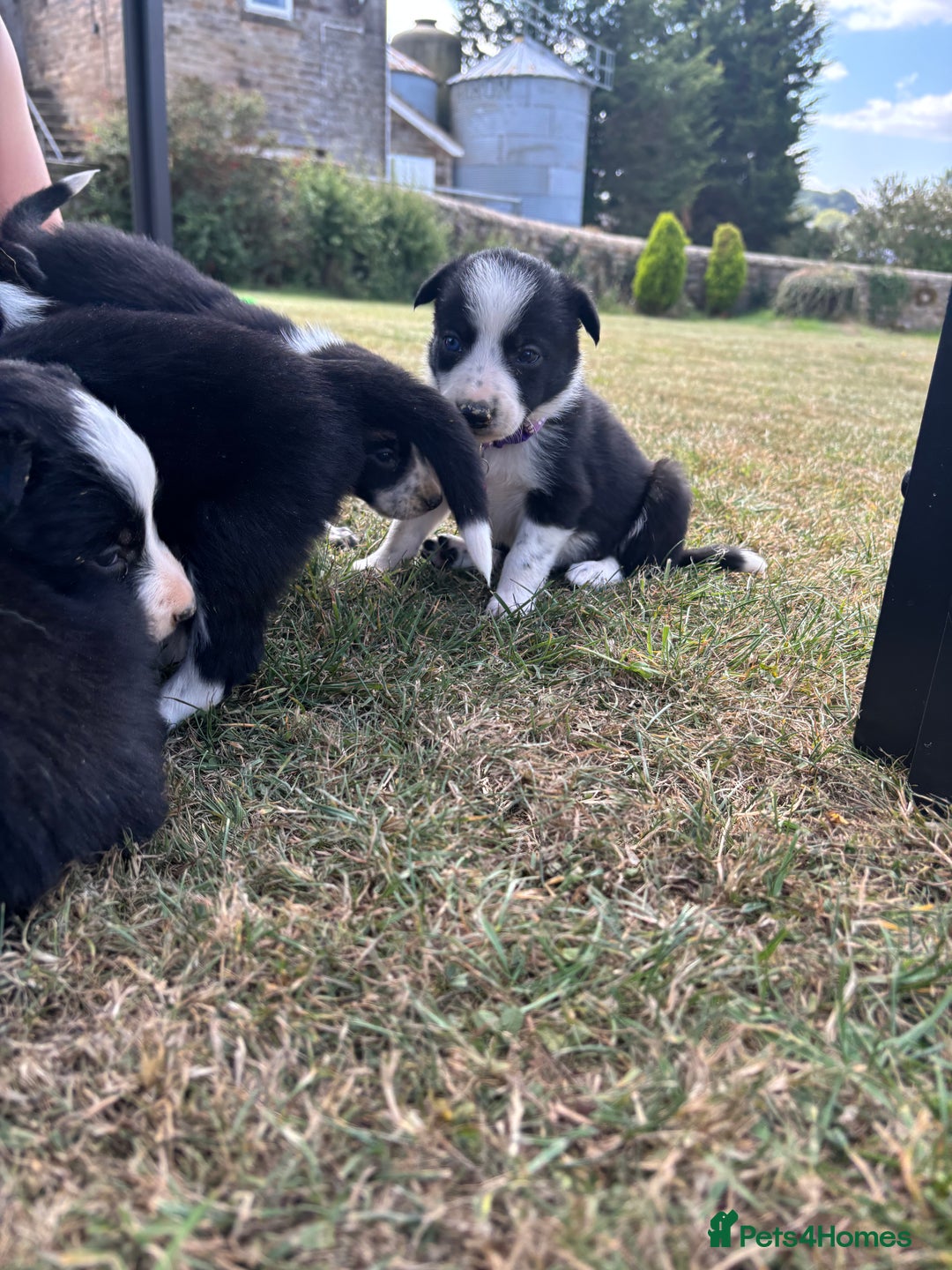Border Collie dogs for sale: Border collie pups - Image 6