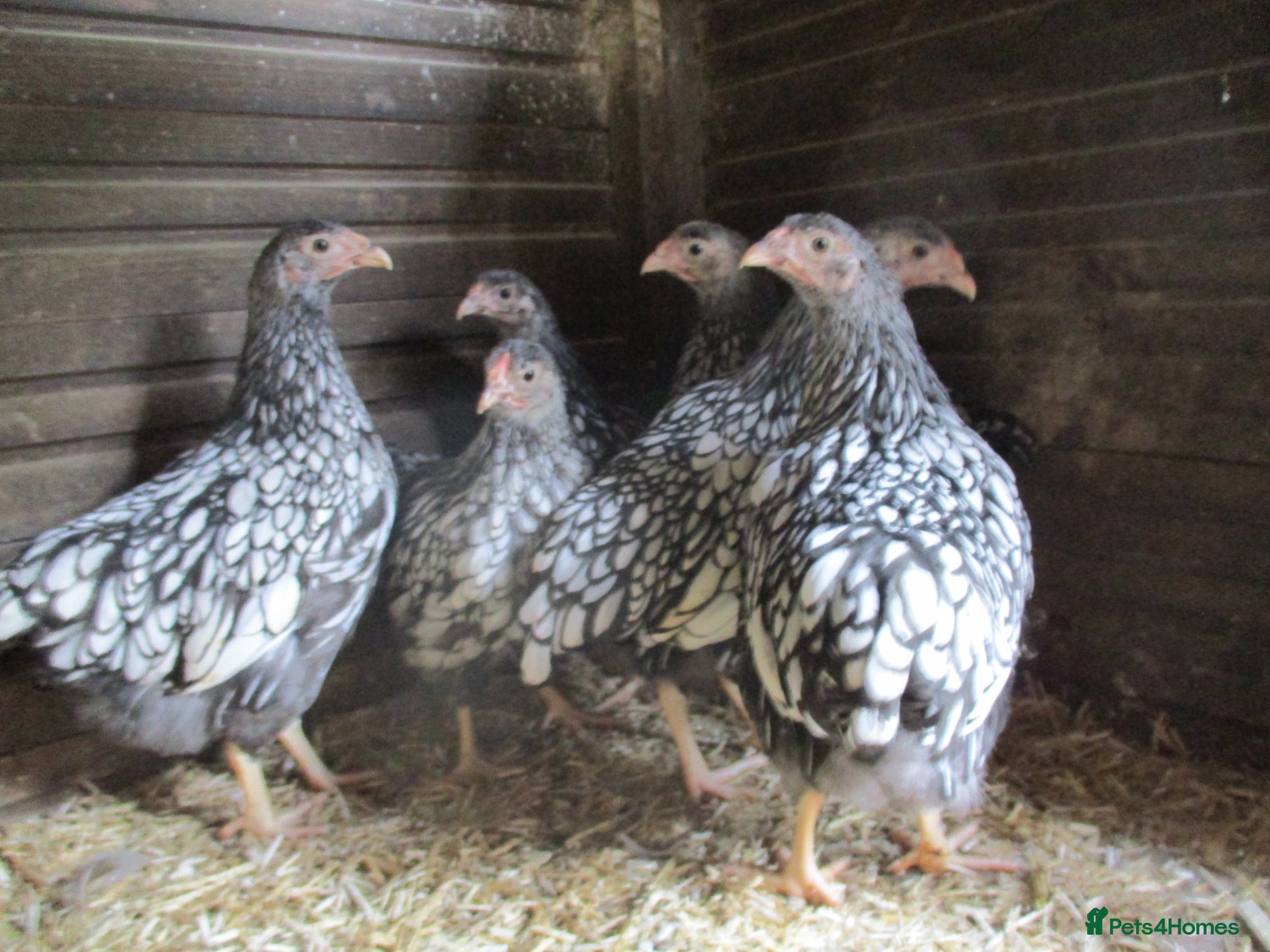 Chickens poultry Quality Silver Laced Wyandotte Bantam pullets - Advert 1