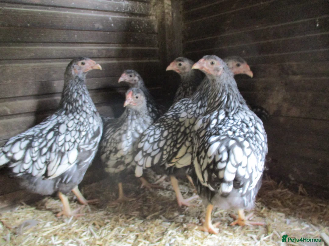 Chickens poultry for sale: Quality Silver Laced Wyandotte Bantam pullets - Advert 1